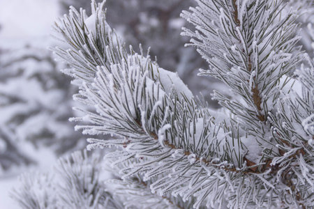 winter branch of Siberian pine in snow frostの写真素材