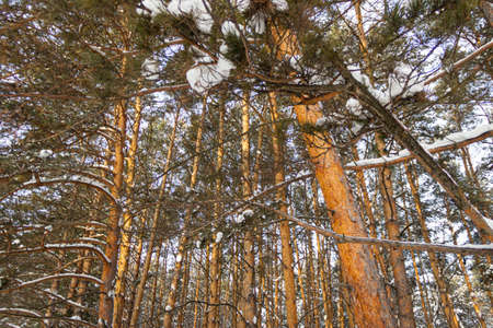 pine trees in the winter forestの写真素材