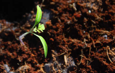 green sprout from seeds in the groundの写真素材