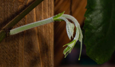 young escape of the tetrastigma voigne in room conditions on the background of a wooden poleの写真素材