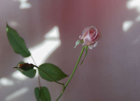 pink rose, bud, green leaves and shadows on the wallの写真素材