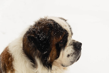 the head of a dog of the St. Bernard breed close-up on the background of snow, on the coat of...