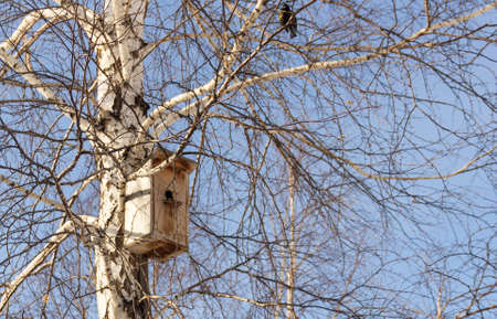 birdhouse on a birch tree against the blue skyの写真素材