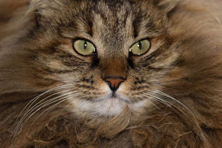 a red-haired shaggy cat close-up warily looks away with large green eyes, the vibrissae are whiteの写真素材