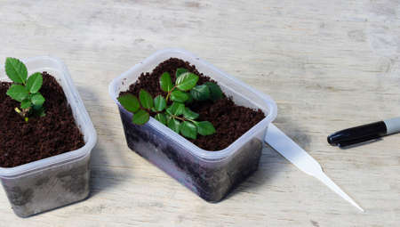 cuttings cut from rose bushes, rooting in the ground, floriculture, gardens of Russiaの写真素材