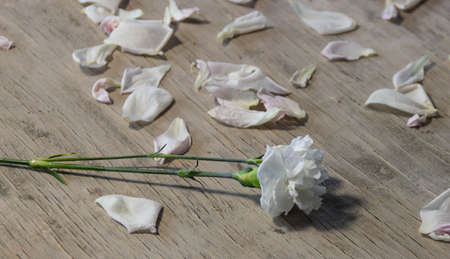 white carnation and white petals on a wooden background, decorative elements, a piece of decoration, a set for a composition with flowersの写真素材