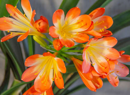 indoor flower valotta bright orange close-up, potted plants for sunny windowsills, bulbous flowers for greetings and postcardsの写真素材