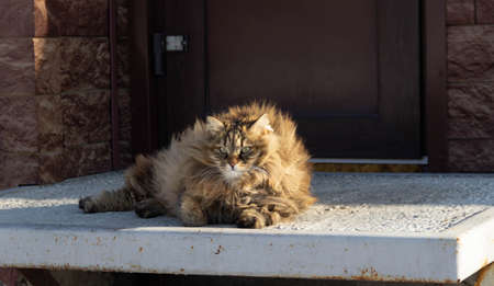 a cat lies on the porch step of a private house on a sunny day, basking in the sun in the springの写真素材