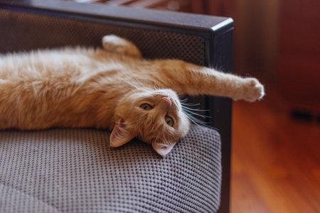 Cute ginger cat lying on chair in living room at home.の写真素材