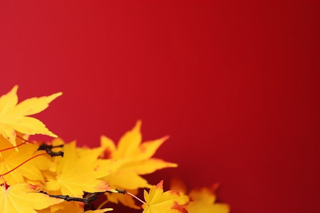 autumn orange leaves arranged on a red backgroundの素材