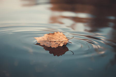 Yellow, autumn leaf in water, floating maple leafの素材