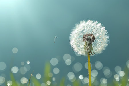 Dandelion flower on green grass with bokeh background.の素材
