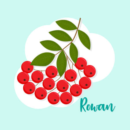 Rowanberry branch isolated vector illustration. Perfect as a design element for postcards, invitations, t-shirt printsのイラスト素材