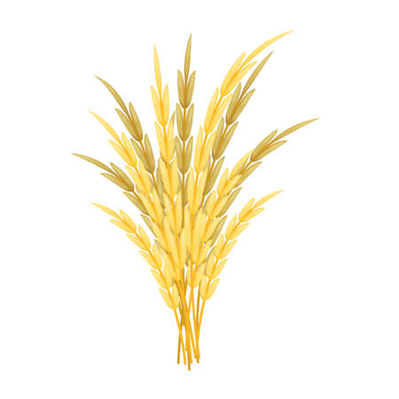 Bunch of wheat on white background. Vector illustration.のイラスト素材