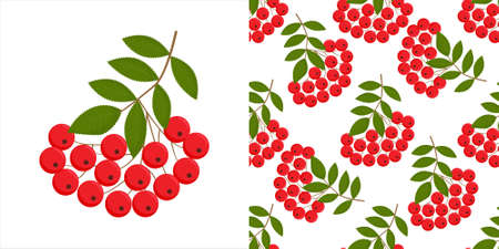 Rowan berries. Isolated rowan on white background. Colorful autumn pattern with rowan berries and green leaves.のイラスト素材