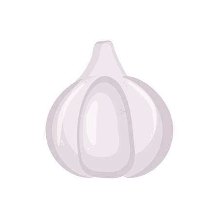 Garlic isolated on white background. Vector illustration garlic, garlic clove, garlic bulb in a flat style. Healthy foodのイラスト素材