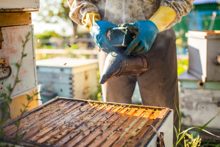 Beekeeper is working with bees and beehives on the apiary. Beekeeper on apiary.