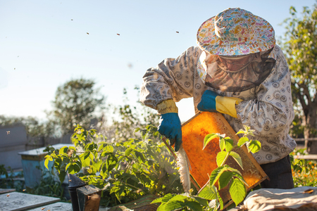 Beekeeper is working with bees and beehives on the apiary. Beekeeper on apiary.の写真素材