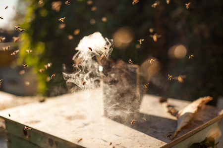 Bee smoker smoking in apiary copyspace seasonal honey bees beekeeping farming organic production producing concept.の写真素材