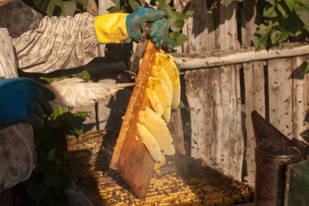 Bee smoker smoking in apiary copyspace seasonal honey bees beekeeping farming organic production...