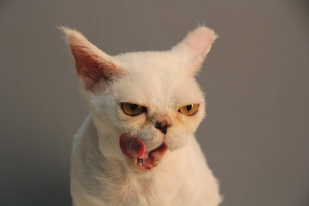 White Persian cat on a gray background brazenly lickedの写真素材