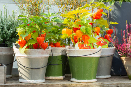 Orange Physalis with green leaves in ceramic pots. Beautiful bright farm plants Physalis red pepper,...