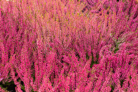 Blossom Heather Calluna background wallpaper backdrop. Pink magenta heather flowers, autumn garden...