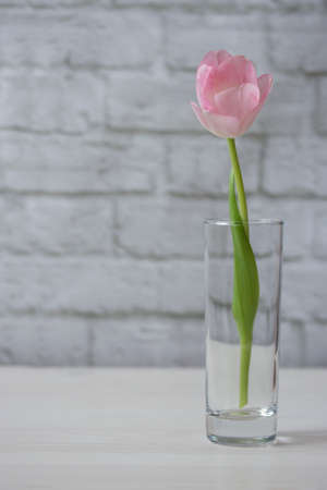 Gentle pink tulip in a transparent glass. Lonely fragile flower on the table. White-pink tulip in a thin transparent vaseの写真素材