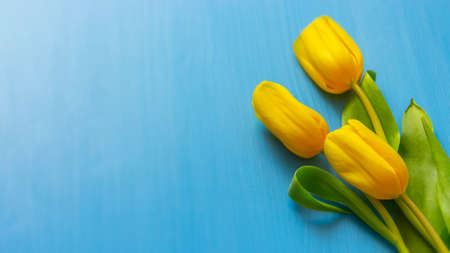 A small bouquet of fresh yellow tulips on a blue wooden background. top view copy space. Natural spring flowers, blossom tulip. Bright Background Postcard Gift Mockupの写真素材
