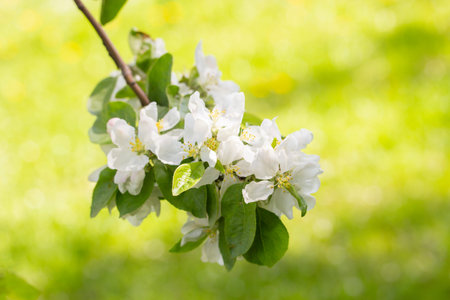 A blooming apple tree, a branch with white loaves with delicate thin beautiful flowers of apple with leaves stamens. Ovary of apples, orchard in bloomの写真素材