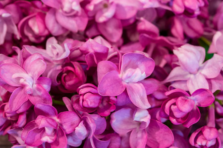 Syringa pink lilac purple flowers of lilac. Close-up background wallpaper postcard. Small flowers of...
