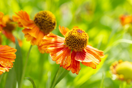 Late summer helenium orange yellow garden flowers in nature. The garden decor is beautiful bright...