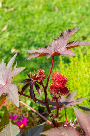 Ricinus communis plant with bright red spiny fruits and large carved leaves. The plant is the source of Oleum Ricini. Ricinus is an oily, medicinal, healthy and decorative garden plant.の写真素材