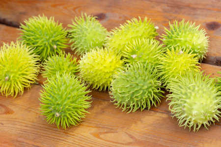 Fruits of African wild cucumber Cucumis anguria, fluffy prickly exotic cucumbers on a wooden table,...