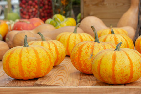 Set of beautiful yellow orange ripe squash pumpkins, harvesting vegetables, farmers market. Small...