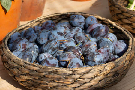 Wicker basket dish with freshly picked blue purple plums, fruit harvesting, vegetarian food rawの写真素材