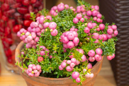 Pernettya mucronata evergreen shrub with pink berries. Ornamental plant of the heather family. The gaulteriya bears pink white purple.の写真素材