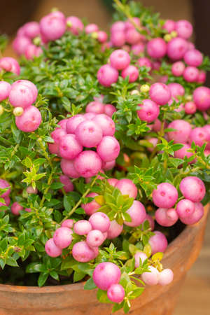 Pernettya Pinkberry Berry. Decorative evergreen shrub of the heather family. Pernettya fruits are pink white purple. Berry inedible garden decorationの写真素材