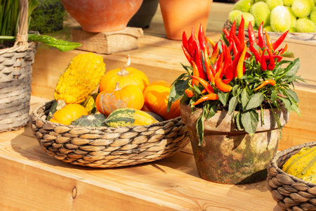 Wicker basket with small orange pumpkins and a clay flower pot with ripe red hot chili peppers, harvest festivalの写真素材