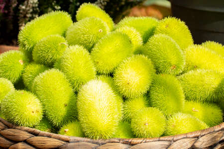 Cucumis dipsaceus. Green bright ripe fruits of wild cucumber. Vegetable hedgehog African wild cucumber, harvest of exotic fruits and vegetables, close-upの写真素材