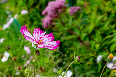 Cosmos flower white with a pink edge close-up. Blooming cosmea blossom on a background of green foliage, natural fresh landscape background wallpaperの写真素材