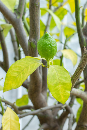 Ripe green lime on a citrus tree branch. Natural fresh lime fruit, sour taste, healthy vitamin