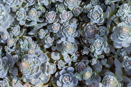 Downhill Chinese Hat silver fleshy with blue thick juicy leaves. Succulent herbaceous plants natural...