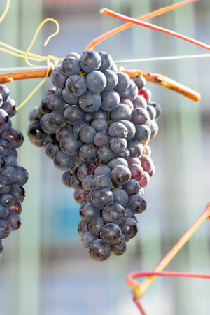 Grape harvest festival, bunch of ripe large varietal dark blue grapes, vertical fruit