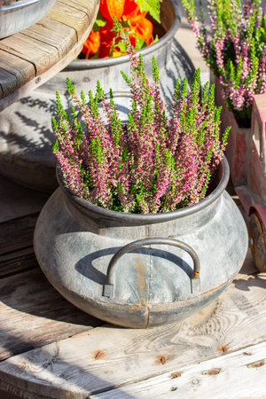 Blossom pink Heather Calluna in a metal bowl. Garden decoration, autumn beautiful garden flower in a potの写真素材