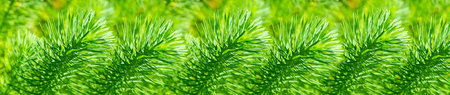 Panorama of repeating twigs of Euphorbia cyparissias, background wallpaper banner. Herbal floral...