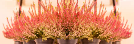 Red white branches of a blossoming heather, flower panorama banner wallpaper background. Heather vulgaris Calluna in pots on a light backgroundの写真素材