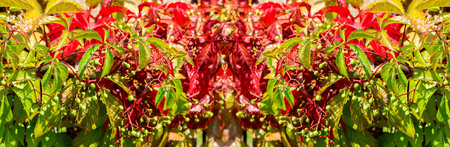 Vine of wild grapes with beautiful red green autumn leaves and small berries, background panorama wallpaperの写真素材
