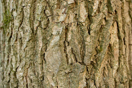 Aspen tree bark ash, texture background close-up. Brown old tree bark with numerous furrows. Tree...