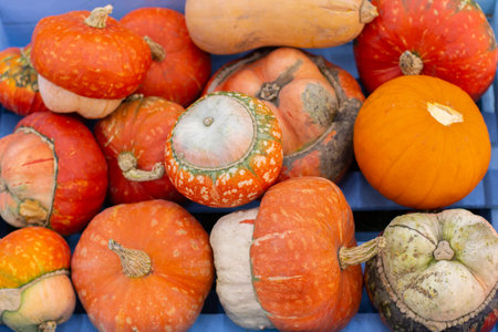 A bunch of turban pumpkins. Many white orange bicolor pumpkins top view. Autumn Harvest Halloween